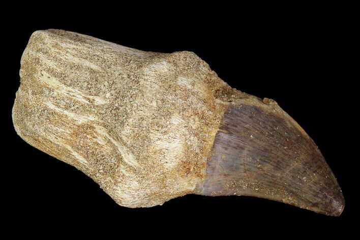 Fossil Rooted Mosasaur (Prognathodon) Tooth - Morocco #116957